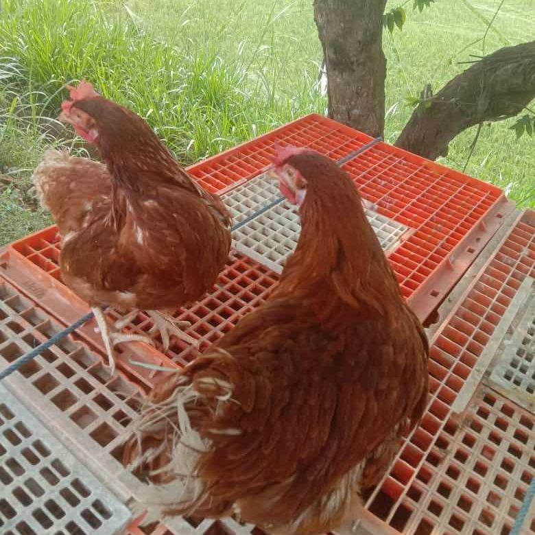 Ternak Ayam Petelur menjadi salah satu usaha yang saat ini masih memiliki peluang yang bagus untuk dikembangkan | Gambar 1
