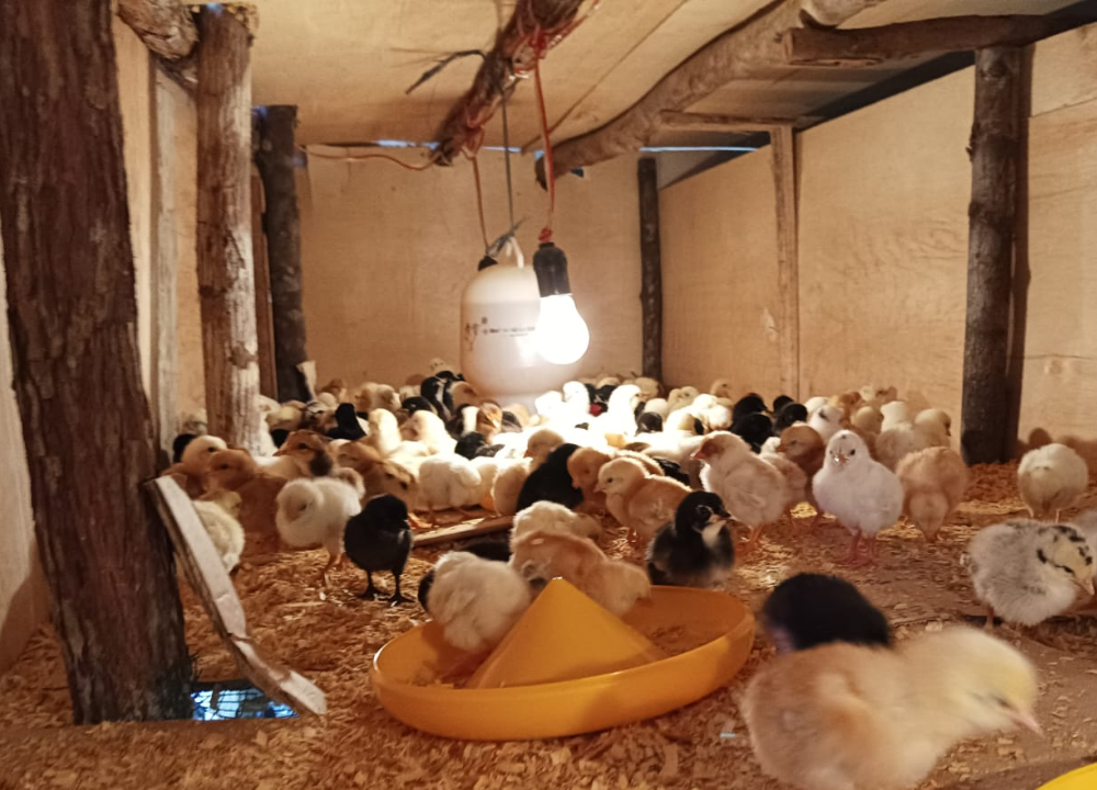 Contoh DOC bibit ayam Joper yang terlihat lesu