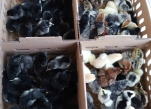 Jual Bibit Ayam KUB Cicendo Bandung