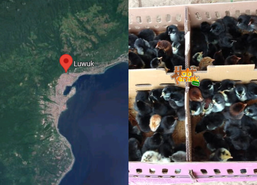 Jual Bibit atau DOC Ayam KUB 1 & 2 Wilayah Luwuk, Sulawesi Tengah