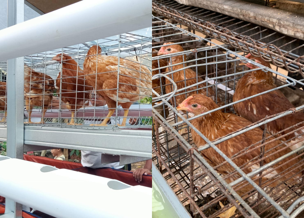 Jual Kandang Baterai Galvanis Tujuan Tambaksari – Kokoh, Anti Gurem, dan Awet
