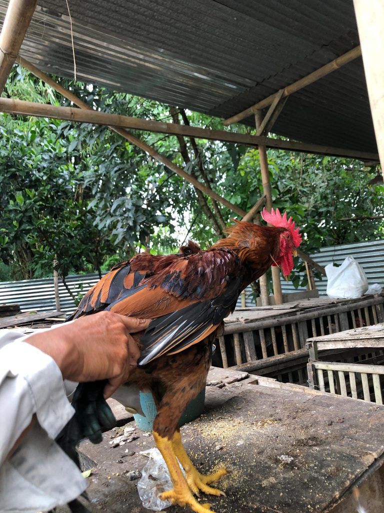 Pilihlan pejantan KUB yang berkualitas bagus agar DOC yang dihasilkan juga bagus