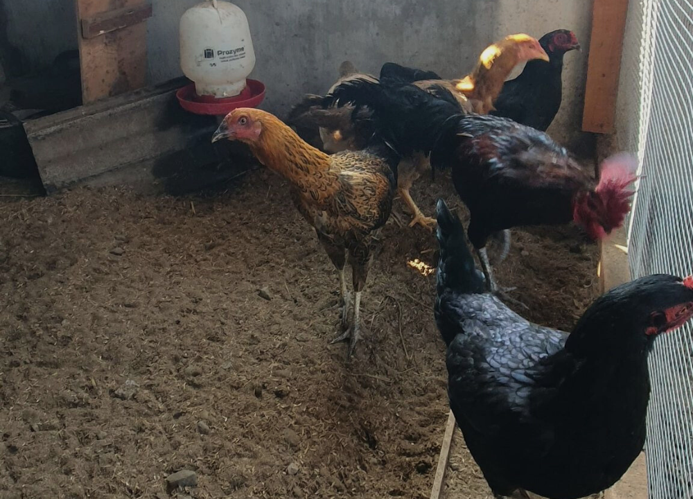 Ternyata Ayam KUB Bisa Dijadikan Indukan, Ini Penjelasannya!