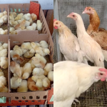 Ayam Elba: Ciri-ciri, Keunggulan, dan Produktivitas telurnya Ayam Elba: Ciri-ciri, Keunggulan, dan Produktivitas telurnya