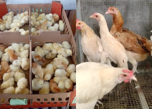 Ayam Elba: Ciri-ciri, Keunggulan, dan Produktivitas telurnya