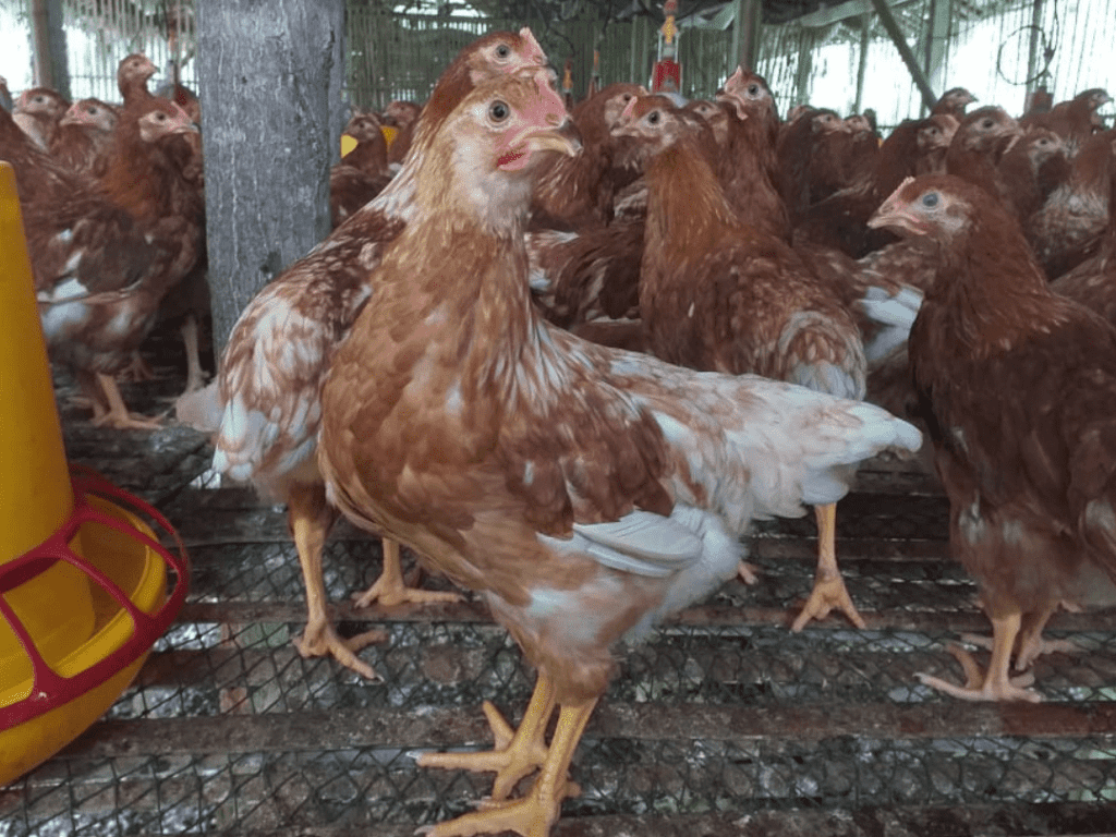 Ayam petelur merah (isa brown), termasuk jenis ayam petelur yang memiliki produktivitas telur tinggi