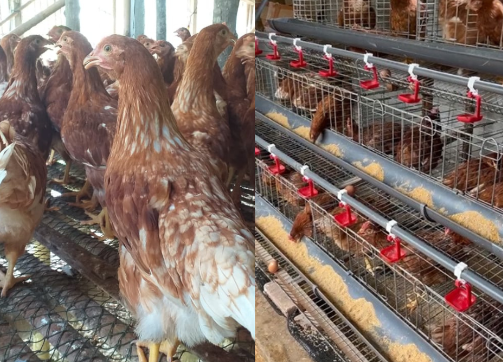 Perbedaan Pullet dan Layer yang Harus Diketahui