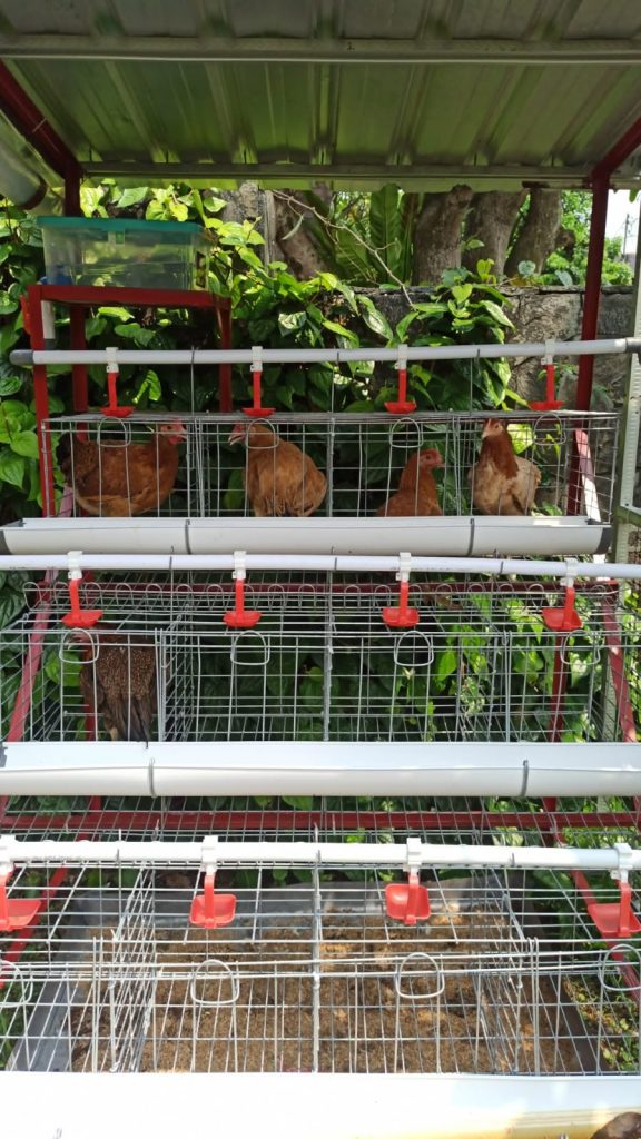 ayam baterai di kandang baterai