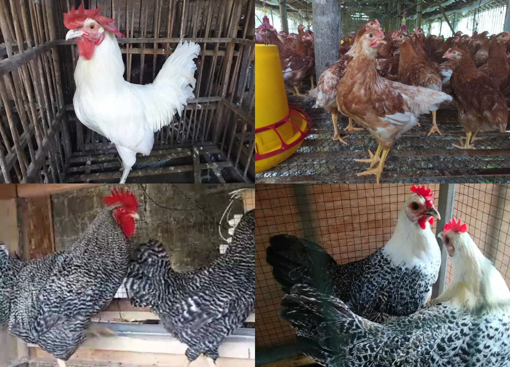 13 Jenis Ayam Petelur Juara! Panen Telur Berlimpah, Cuan Makin Ngebut!