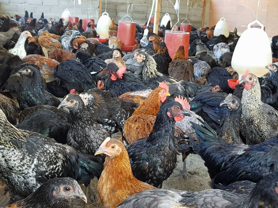 Ayam KUB adalah jenis ayam dwiguna yang bisa diternak untuk dimanfaatkan dagingnya maupun telurnya