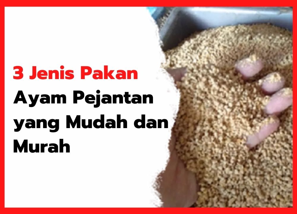 Pakan Ayam Pejantan: Jenis, Cara Pemberian, dan Tips Hemat