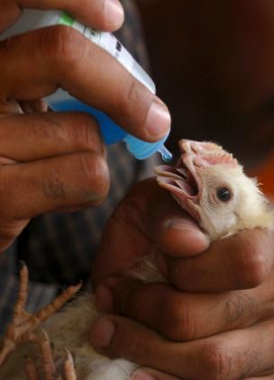 Vaksin ayam dengan metode tetes mulut