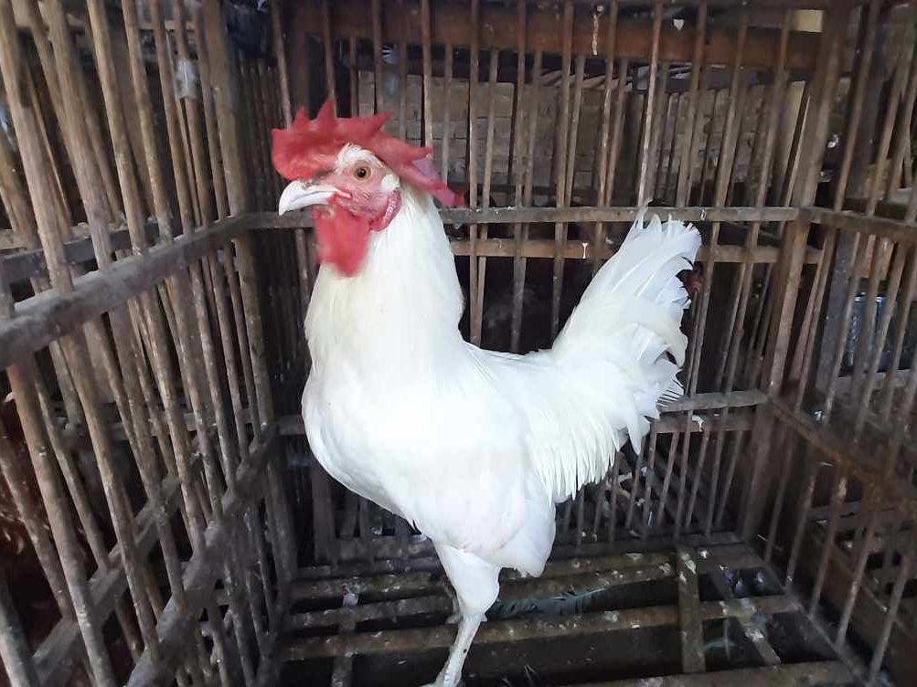 White Leghorn memiliki warna bulu putih bersih