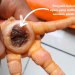 2 Cara Mudah Mengatasi Penyakit Bubul Ayam