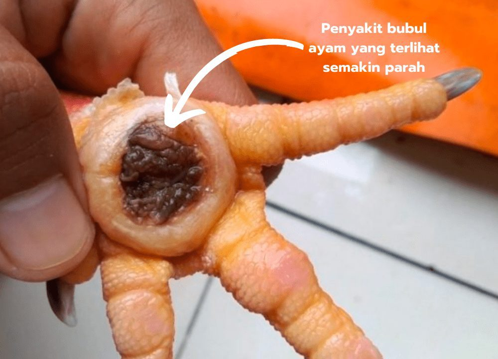 2 Cara Mudah Mengatasi Penyakit Bubul Ayam