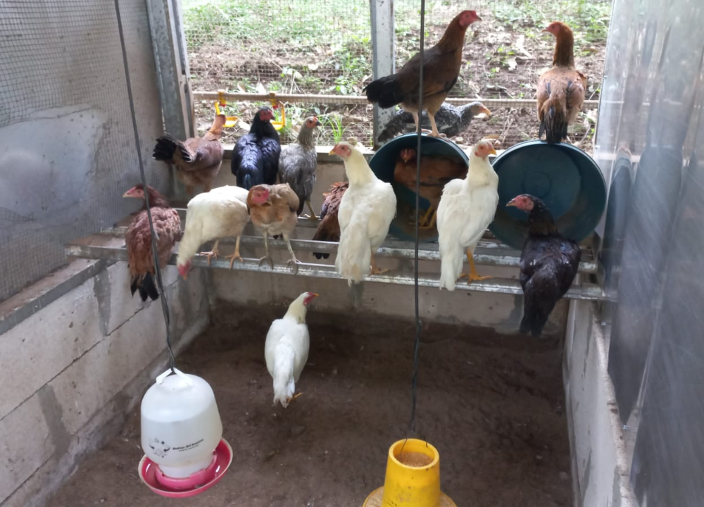 3 Metode Pemeliharaan Ayam Pilih yang Tepat untuk Produktivitas Maksimal