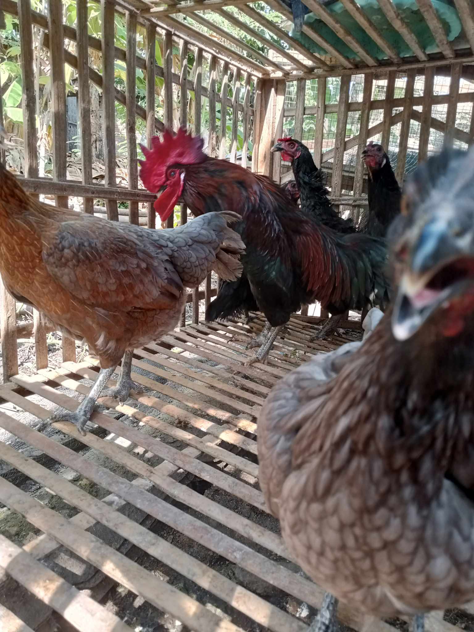 1 set indukan ayam KUB unggul, terdiri dari 1 jantan & 5 betina - Bibit Ayam KUB berkualitas