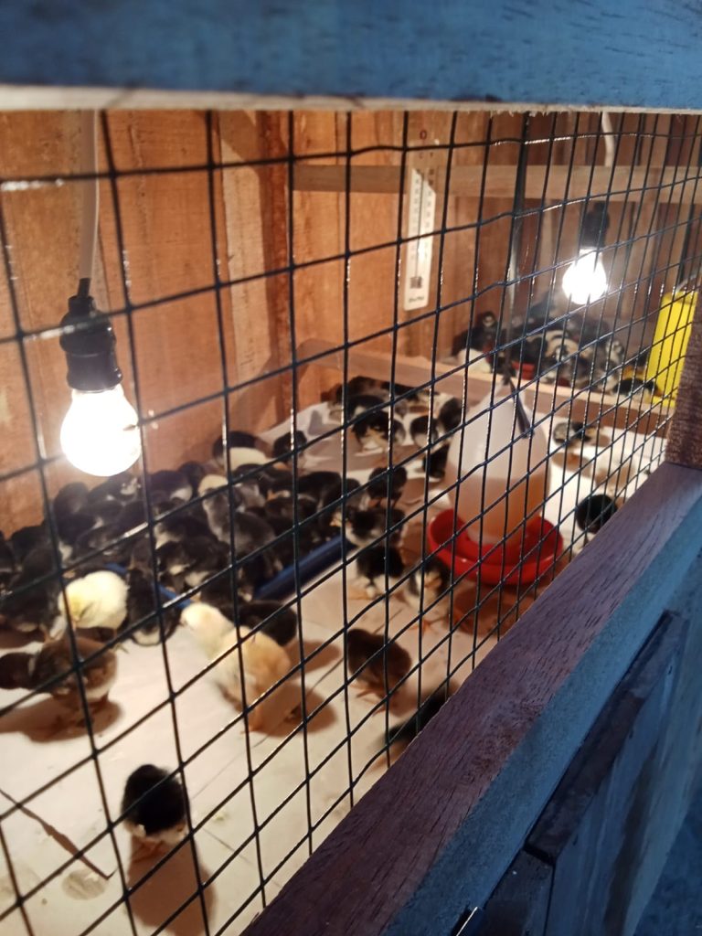 Bibit ayam KUB di kandang brooding, dari usia 1 - 21 hari