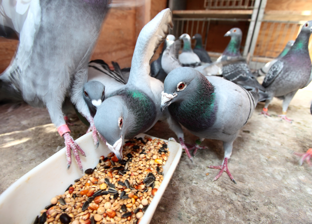 6 Jenis Pakan Burung Merpati Terbaik yang Sering Dicari 6 Jenis Pakan Burung Merpati Terbaik yang Sering Dicari