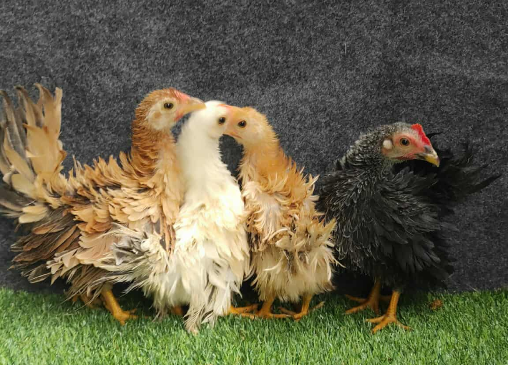 Daftar Harga Ayam Kate Terbaru: Murah dari Anakan hingga Dewasa