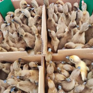 Bebek Mojosari merupakan bebek petelur unggul yang berasal dari esa Mondopuro, Mojosari, Mojokerto, Jawa Timur