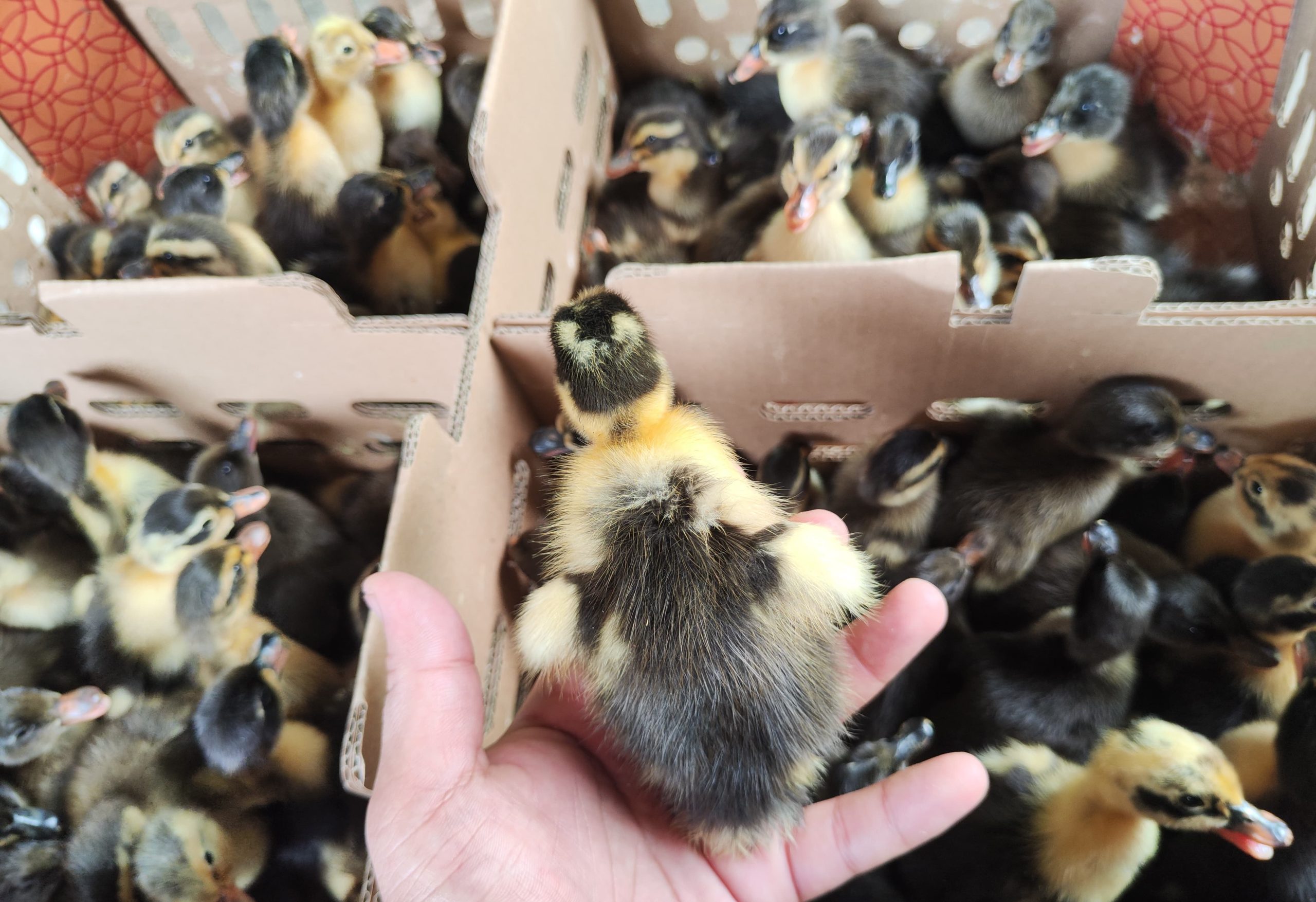Bibit bebek hibrida DOD warna campuran kuning dan hitam siap kirim ke seluruh Indonesia