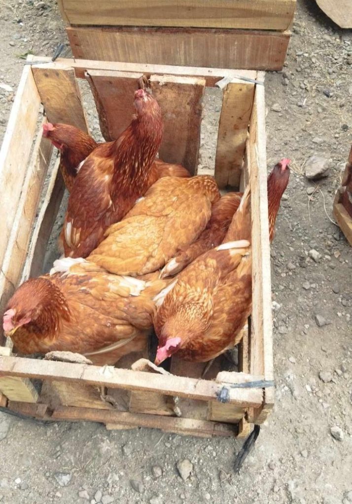 Contoh pengiriman paket pullet eceran (isi 5-6 ekor) yang aman untuk seluruh Pulau Jawa.