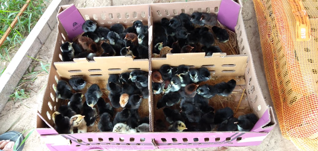 1 boks bibit ayam KUB berisi 100 ekor DOC Ayam KUB berkualitas siap kirim