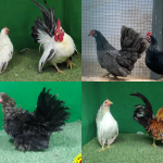 Harga Ayam Kate Terbaru 2026, Lengkap Semua Jenis