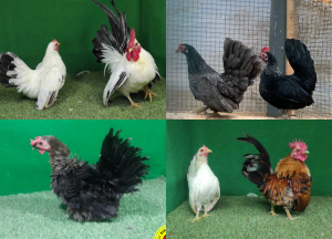 Harga Ayam Kate Terbaru 2026, Lengkap Semua Jenis