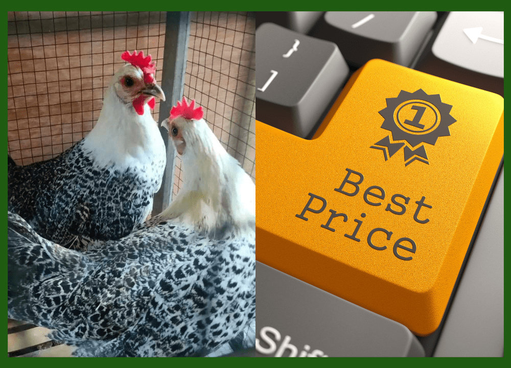 Jual Ayam Arab Usia Baru Saja Menetas sampai Dewasa