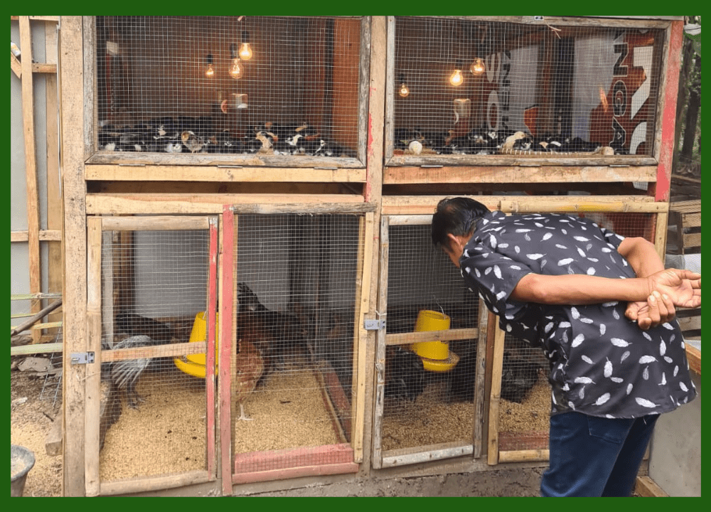 Jual Bibit Ayam KUB Unggul Berkualitas! Pengiriman ke Seluruh Wilayah Indonesia