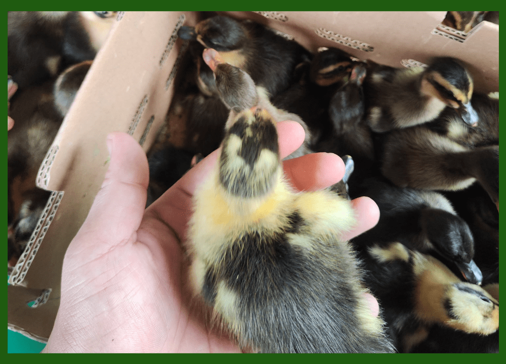 Jual Bibit Bebek Hibrida Unggul Pengiriman ke Seluruh Indonesia