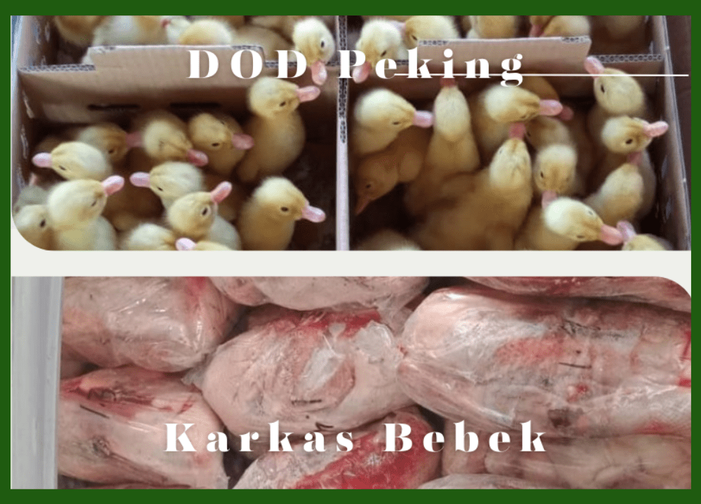 Jual Karkas Bebek Tujuan Pengiriman Tangerang