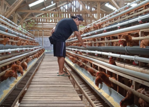 Jual Pullet Ayam Petelur Bisa Pesan Ecer, Pengiriman Seluruh Pulau Jawa