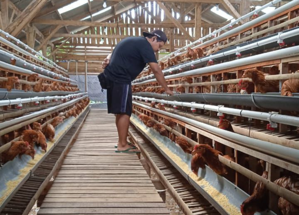 Jual Pullet Ayam Petelur Bisa Pesan Ecer, Pengiriman Seluruh Pulau Jawa