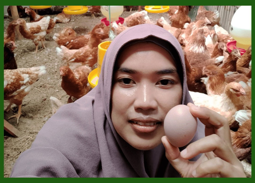 Jual Pullet Ayam Petelur Bisa Pesan Ecer, Pengiriman Seluruh Pulau Jawa