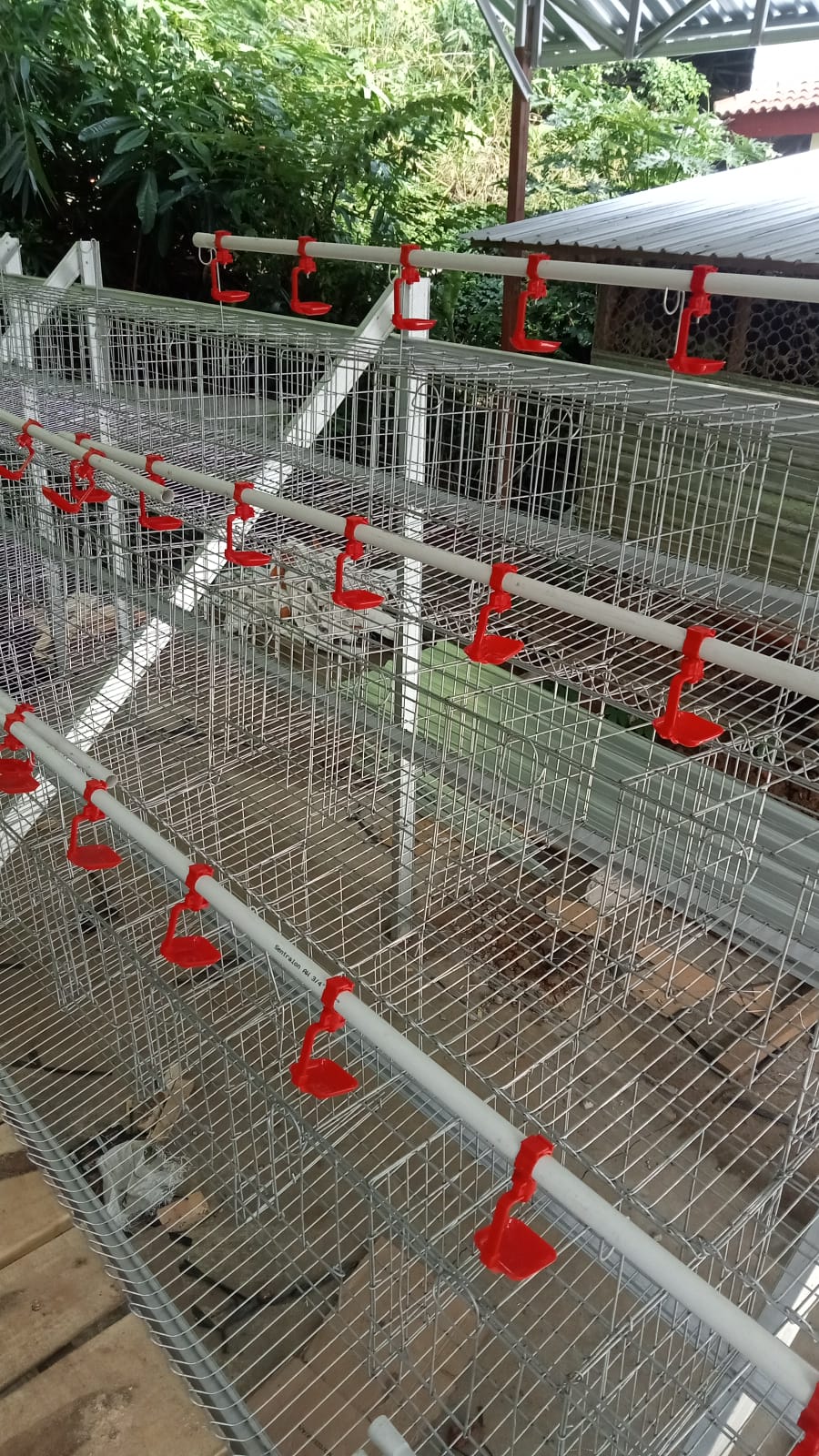 Kandang baterai galvanis siap pakai untuk ayam petelur