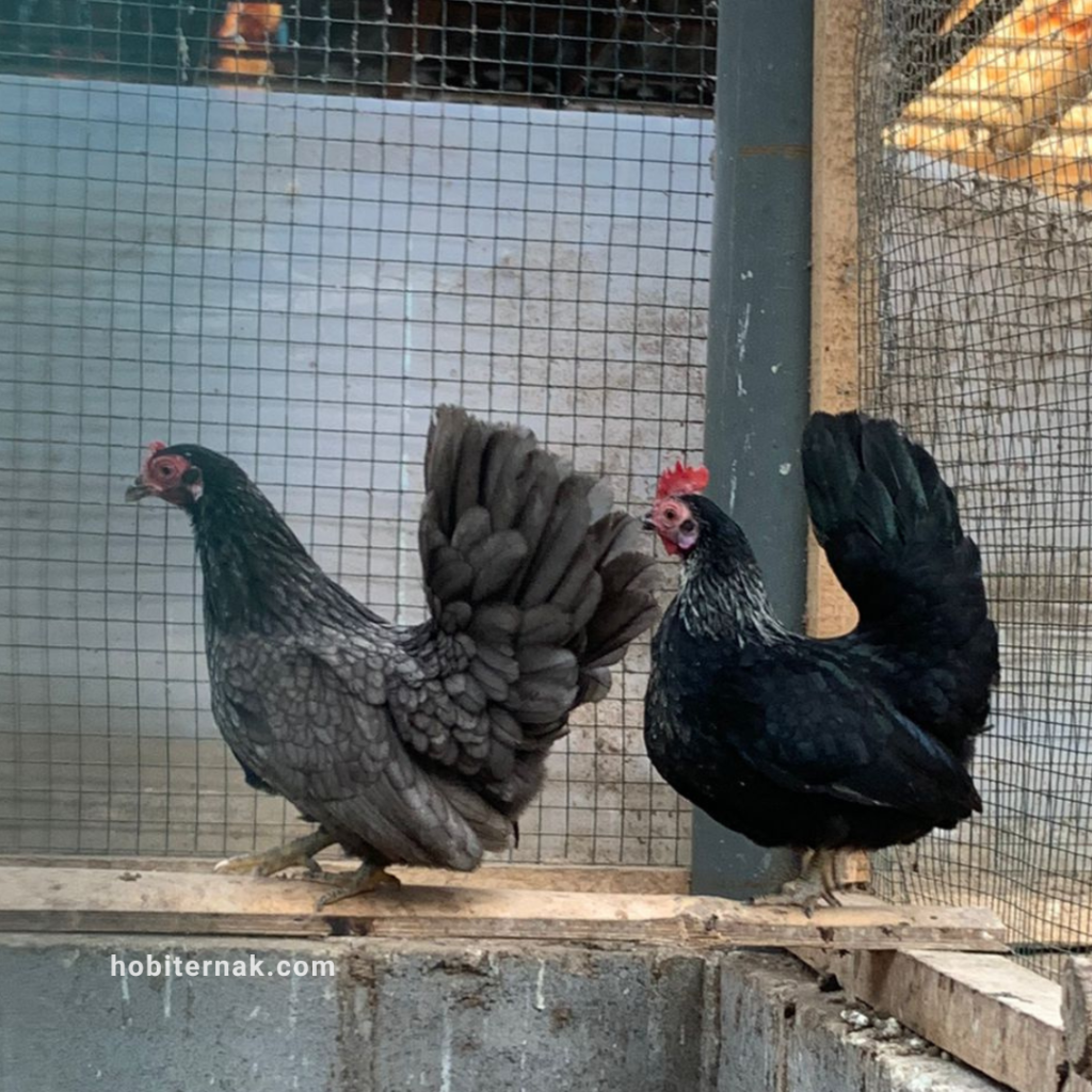 Ayam Kate Biasa