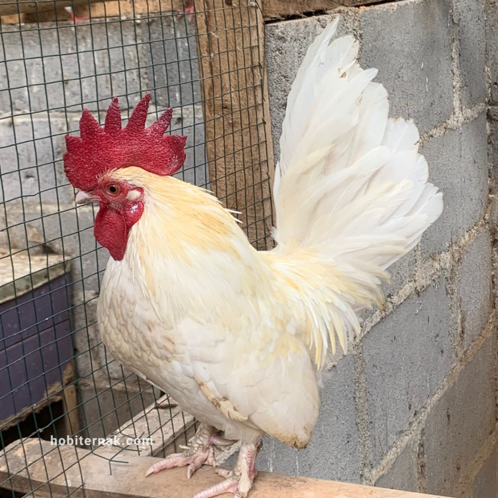 Ayam kate