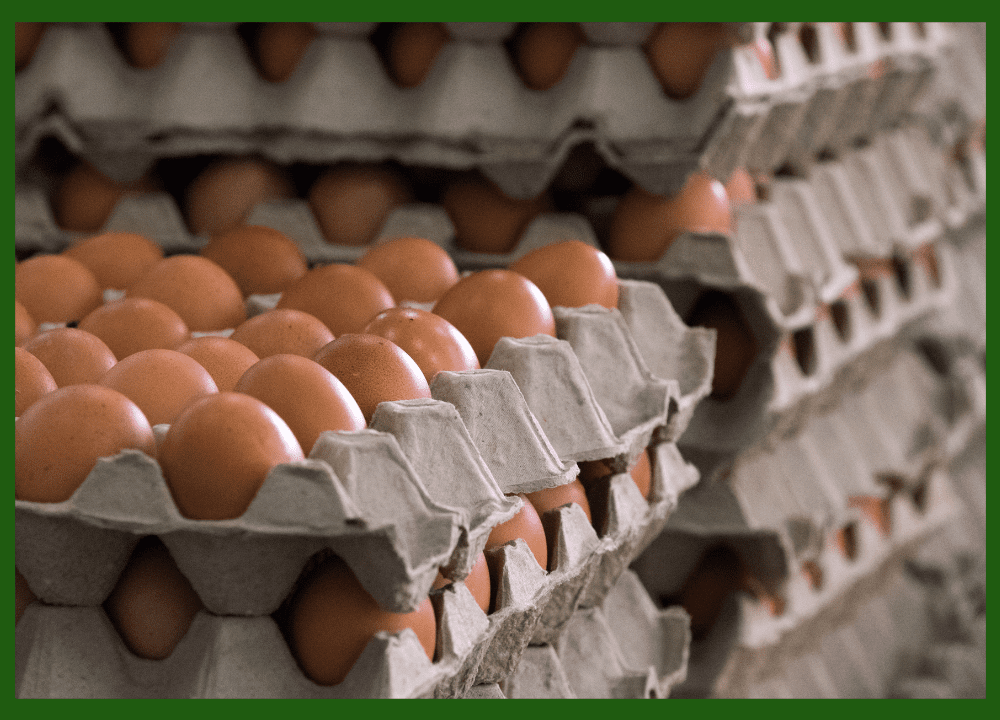 Kenapa Ayam Petelur Kurang Produktif? Ini Penyebab dan Solusinya
