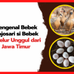 Bebek Mojosari: Ciri, Keunggulan, dan Produktivitas thumnail