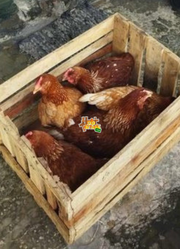 Pengiriman paket pullet dengan boks peti (isi 5-6 ekor)