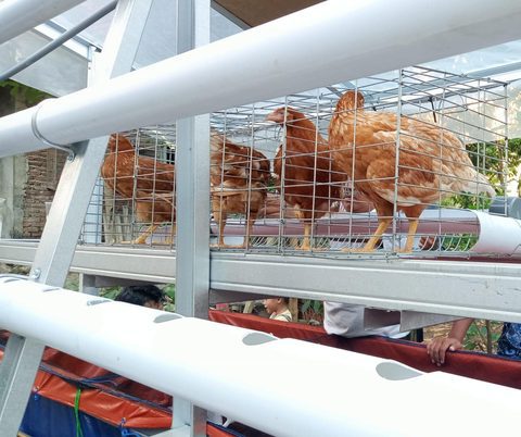 Jual Pullet di kandang baterai, siap ecer dan kirim seluruh Pulau Jawa