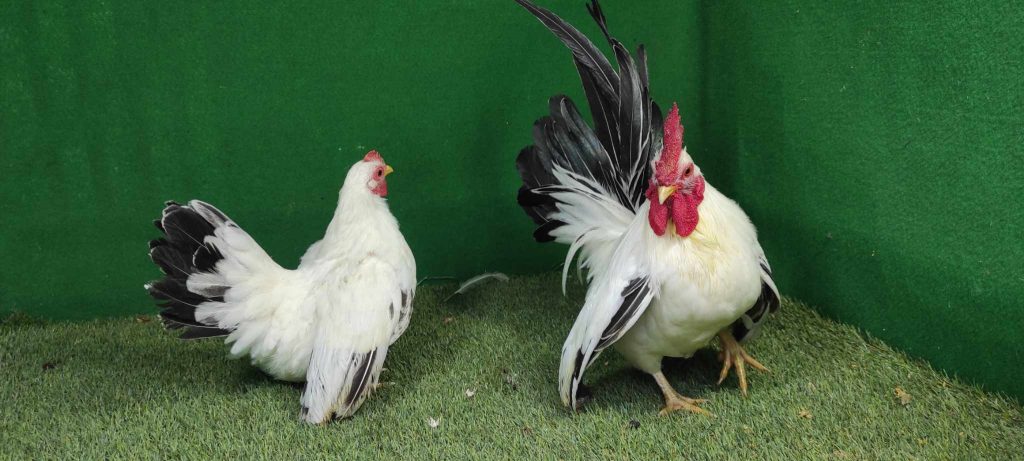 Ayam kate Chabo