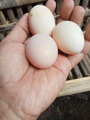 Telur ayam KUB berkualitas dari bibit Ayam KUB produktif