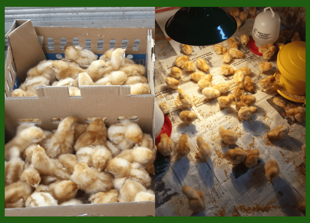 Bibit ayam petelur