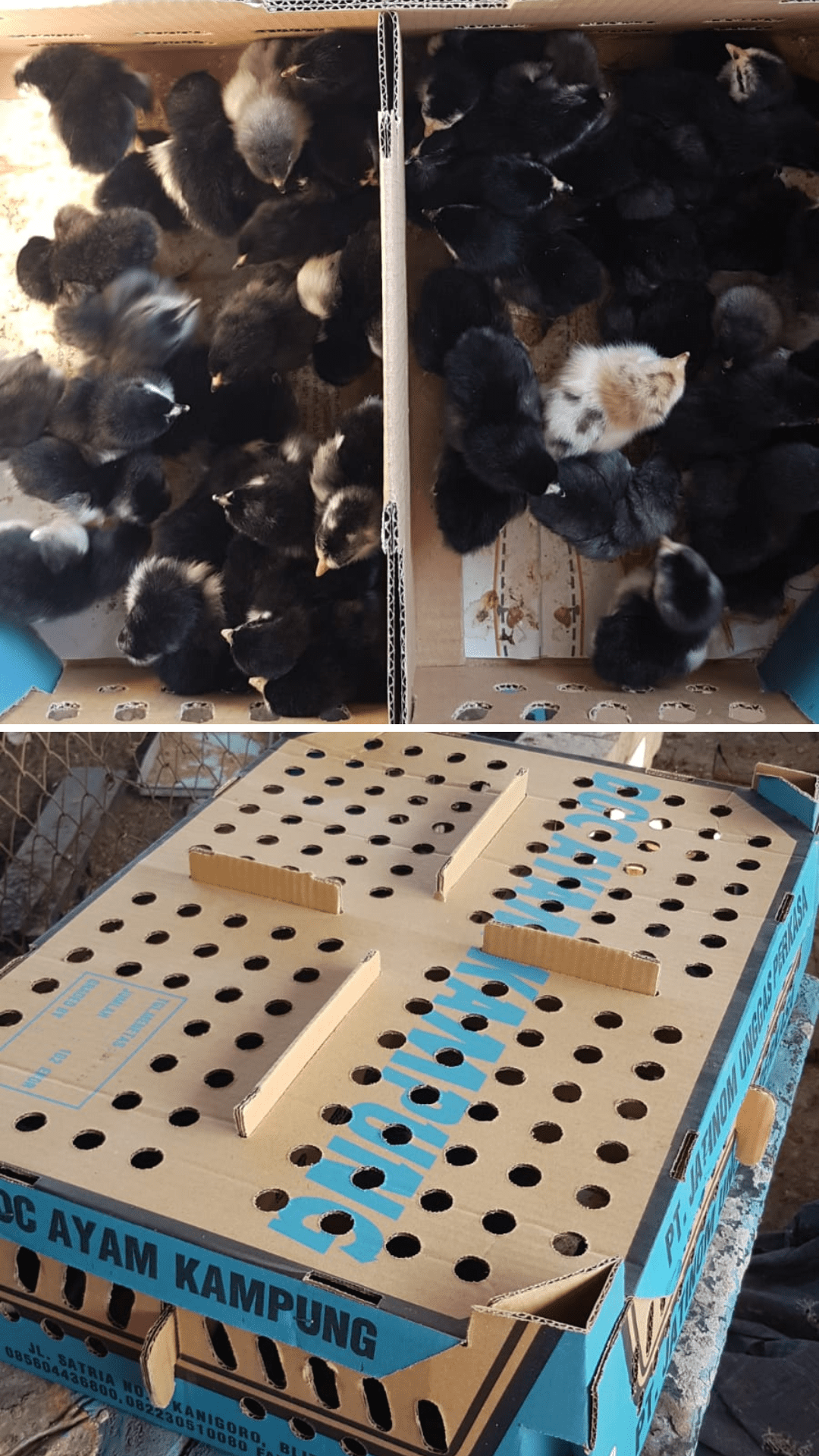 Boks ayam kampung asli