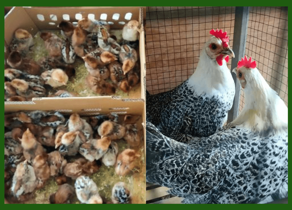 Ayam Arab Petelur Berkualitas - Dari Bibit Sampai Siap Telur