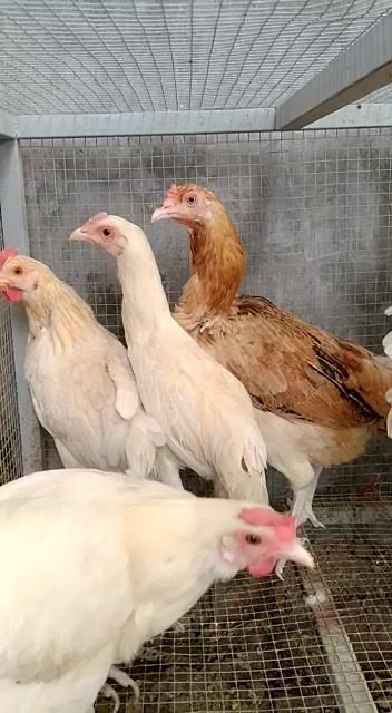 Ayam Elba Usia Siap Telur